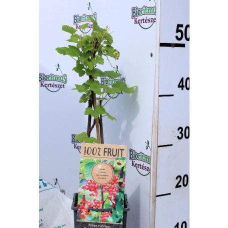 Ribes rubrum Jonkheer van Tets P15