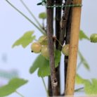 Ribes rubrum Jonkheer van Tets P15