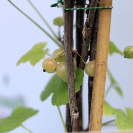 Ribes rubrum Jonkheer van Tets P15