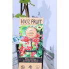 Ribes rubrum Jonkheer van Tets P15