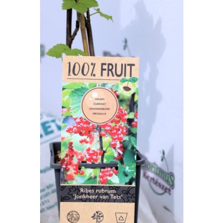 Ribes rubrum Jonkheer van Tets P15