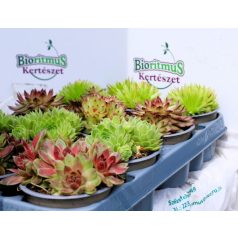 Kövirózsa mix Sempervivum in varieties P9