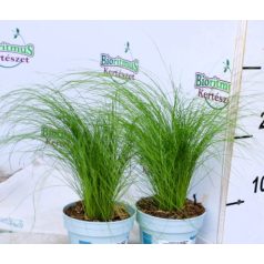Stipa tenuifolia Pony Tails P10.5