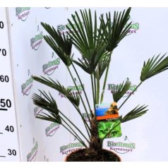 Japán legyezőpálma Tachycarpus wagnerianus P24