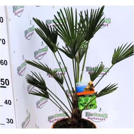 Japán legyezőpálma Tachycarpus wagnerianus P24