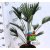 Japán legyezőpálma Tachycarpus wagnerianus P24