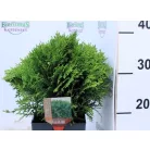 Törpe gömbtuja Thuja occidentalis Danica P17