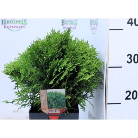 Törpe gömbtuja Thuja occidentalis Danica P17
