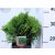 Törpe gömbtuja Thuja occidentalis Danica P17