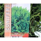 Törpe gömbtuja Thuja occidentalis Danica P17