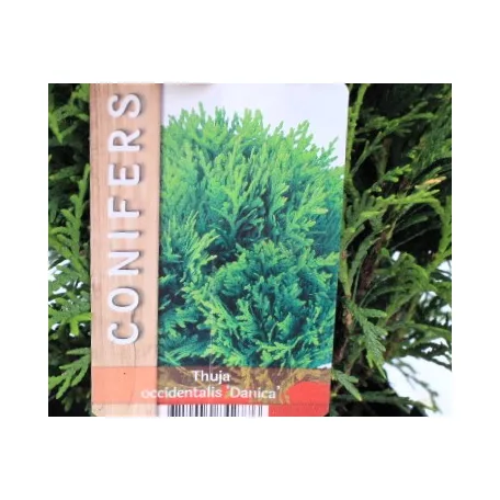Törpe gömbtuja Thuja occidentalis Danica P17