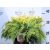 Arany oregoni hamisciprus Chamaecyparis lawsoniana Sunkist P17