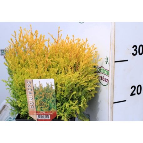 Rheingold nyugati tuja Thuja occidentalis Rheingold P17