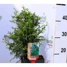 Japán hamisciprus Chamaecyparis obtusa Lycopoides P17
