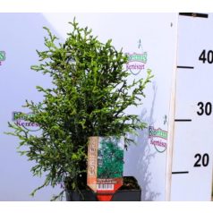Japán hamisciprus Chamaecyparis obtusa Lycopoides P17