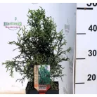 Japán hamisciprus Chamaecyparis obtusa Lycopoides P17