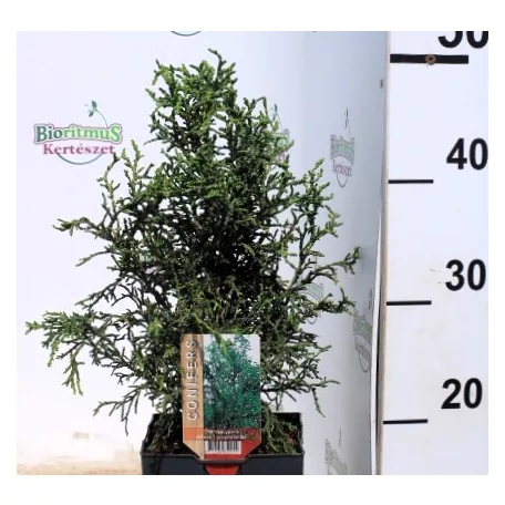 Japán hamisciprus Chamaecyparis obtusa Lycopoides P17
