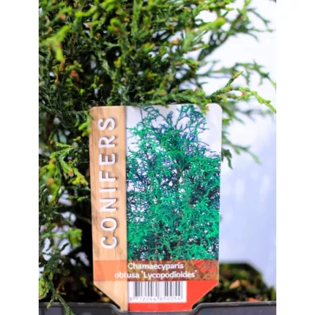 Japán hamisciprus Chamaecyparis obtusa Lycopoides P17