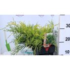 Óarany terülő boróka Juniperus media Old Gold P17