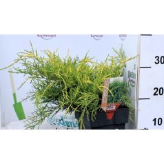Óarany terülő boróka Juniperus media Old Gold P17