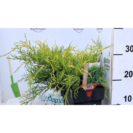 Óarany terülő boróka Juniperus media Old Gold P17