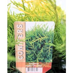 Óarany terülő boróka Juniperus media Old Gold P17