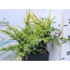 Pikkelyes boróka Juniperus squamata Holger P17