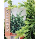 Pikkelyes boróka Juniperus squamata Holger P17