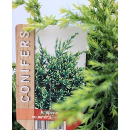 Pikkelyes boróka Juniperus squamata Holger P17