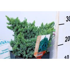 Himalájai törpe boróka Juniperus squamata Blue Star P17