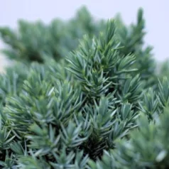 Himalájai törpe boróka Juniperus squamata Blue Star P17