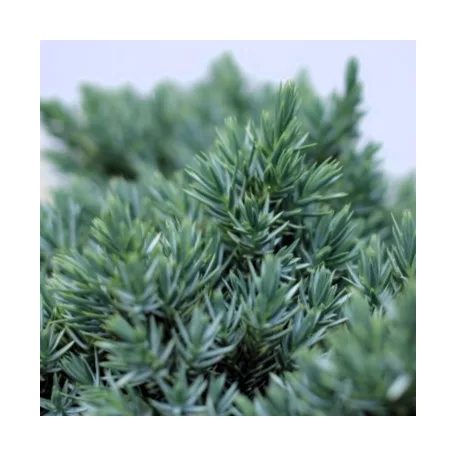Himalájai törpe boróka Juniperus squamata Blue Star P17