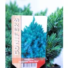 Himalájai törpe boróka Juniperus squamata Blue Star P17