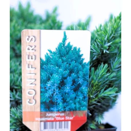 Himalájai törpe boróka Juniperus squamata Blue Star P17