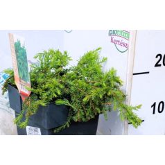   Közönséges terülő boróka Juniperus communis Green Carpet P17