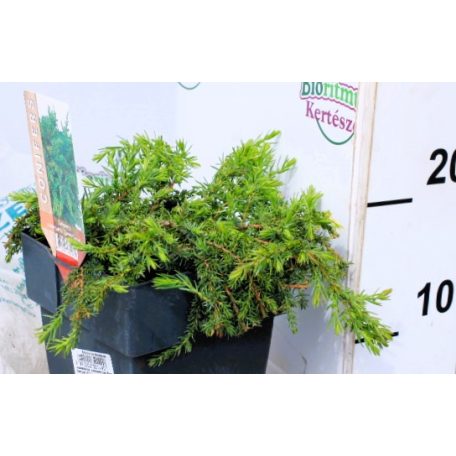 Közönséges terülő boróka Juniperus communis Green Carpet P17