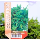 Közönséges terülő boróka Juniperus communis Green Carpet P17