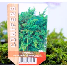   Közönséges terülő boróka Juniperus communis Green Carpet P17