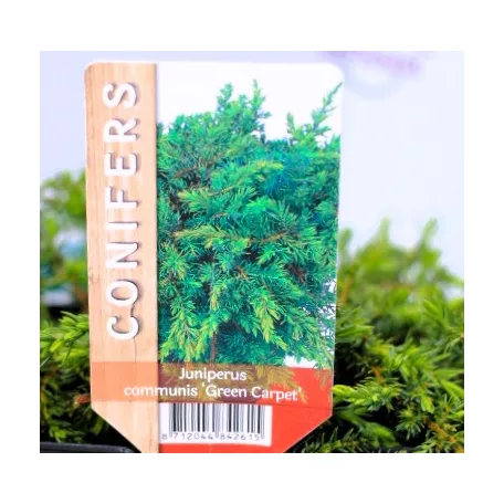 Közönséges terülő boróka Juniperus communis Green Carpet P17