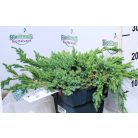 Kék kúszó boróka Juniperus squamata Blue Carpet P17