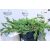 Kék kúszó boróka Juniperus squamata Blue Carpet P17