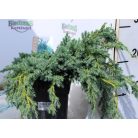 Kék kúszó boróka Juniperus squamata Blue Carpet P17