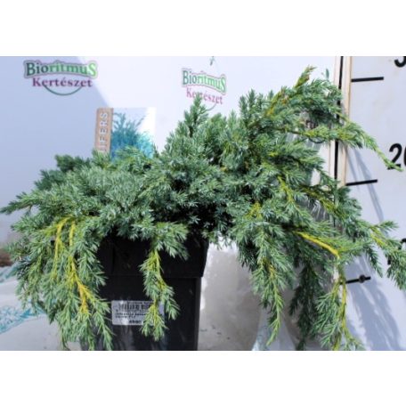 Kék kúszó boróka Juniperus squamata Blue Carpet P17