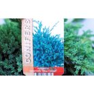 Kék kúszó boróka Juniperus squamata Blue Carpet P17