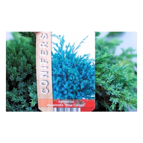 Kék kúszó boróka Juniperus squamata Blue Carpet P17