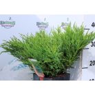 Acélkék levelű henyeboróka Juniperus horizontalis Andorra Compacta