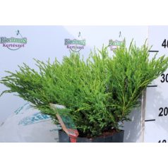   Acélkék levelű henyeboróka Juniperus horizontalis Andorra Compacta