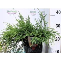   Acélkék levelű henyeboróka Juniperus horizontalis Andorra Compacta