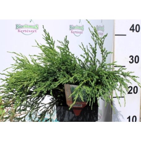 Acélkék levelű henyeboróka Juniperus horizontalis Andorra Compacta