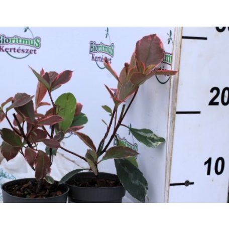 Tarkalevelű korallberkenye Photinia Louise P17
